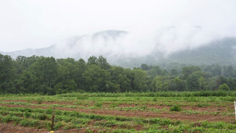 bilinmeyen cisim tarlaya dusup patladi IqJhnk3e