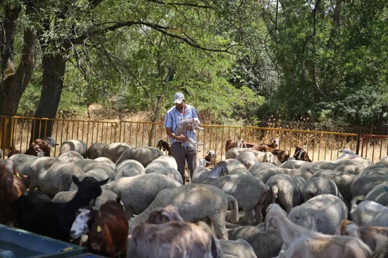 edirnede kuraklik hayvanciligi olumsuz etkiliyor NAZv75cN