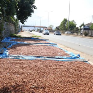 karadenizde kaldirimlarda findik kurutma mesaisi basladi NdbYEQ3l