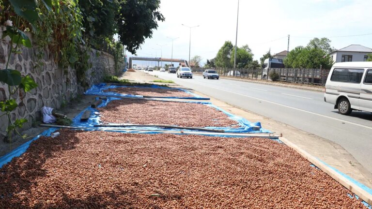 karadenizde kaldirimlarda findik kurutma mesaisi basladi NdbYEQ3l