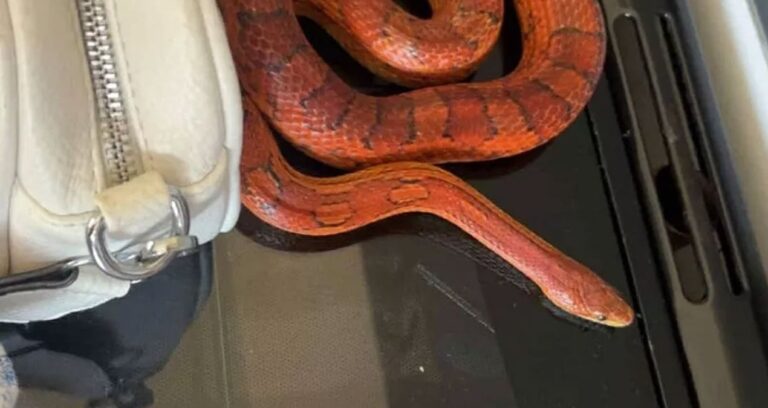 kizina aldigi hediyeden canli yilan cikti HPW82SZV