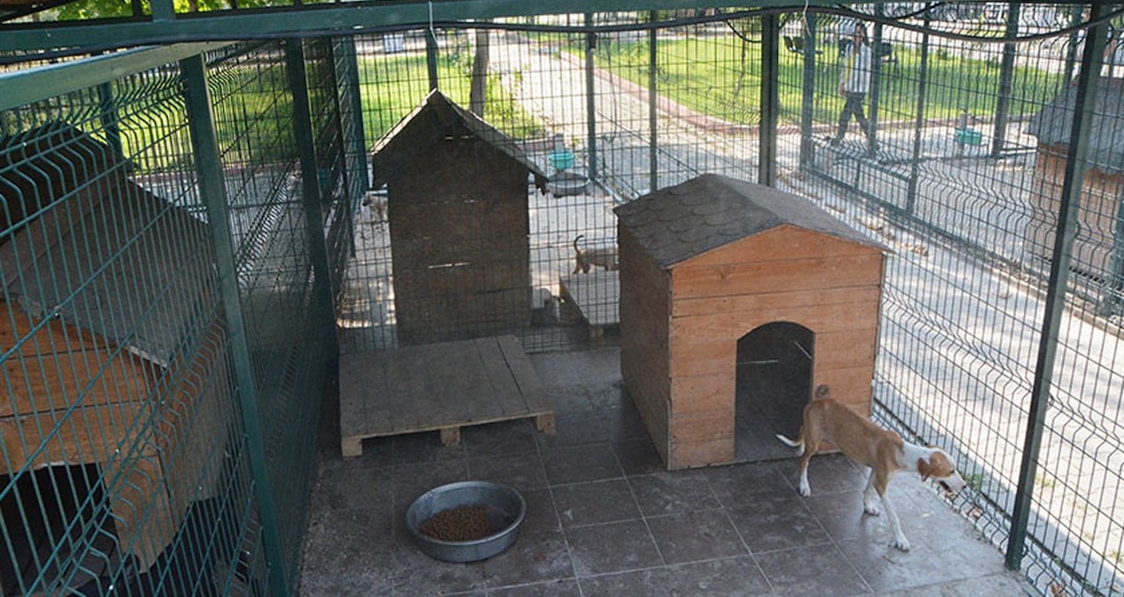 osmaniye barinaginda skandal bitmiyor dogmamis kopekler uzerinden bile para almislar MsXSNB5c