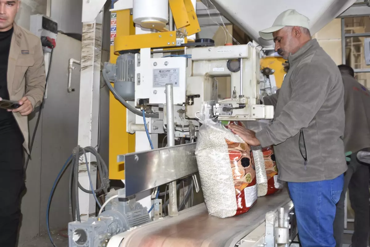 bitliste kuru fasulye hasadi basladi 9Uw4Jz9i