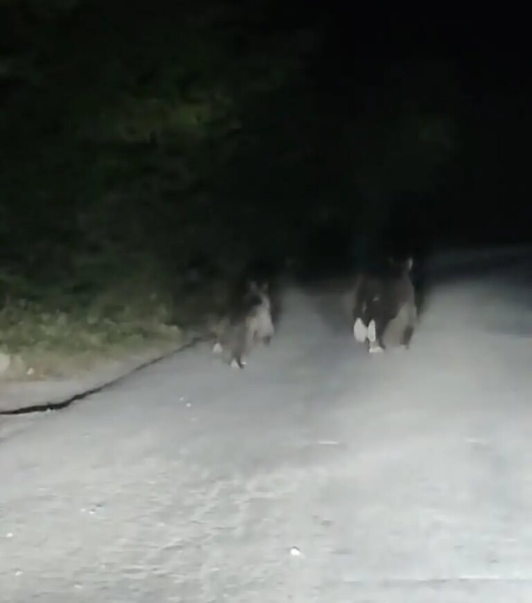 buyuk tehlike baya ve yavrusu yolda 1fijJv4L