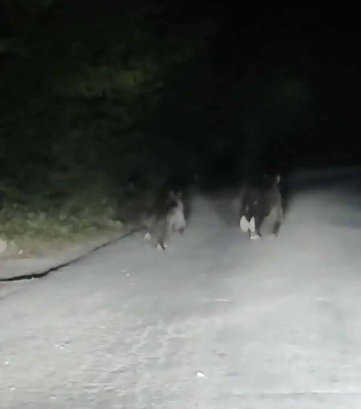 buyuk tehlike baya ve yavrusu yolda 1fijJv4L