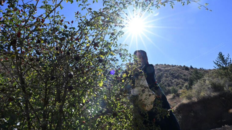 dikenli gul icin zorlu yolculuk basladi 2 gun suruyor lt3dOhA8