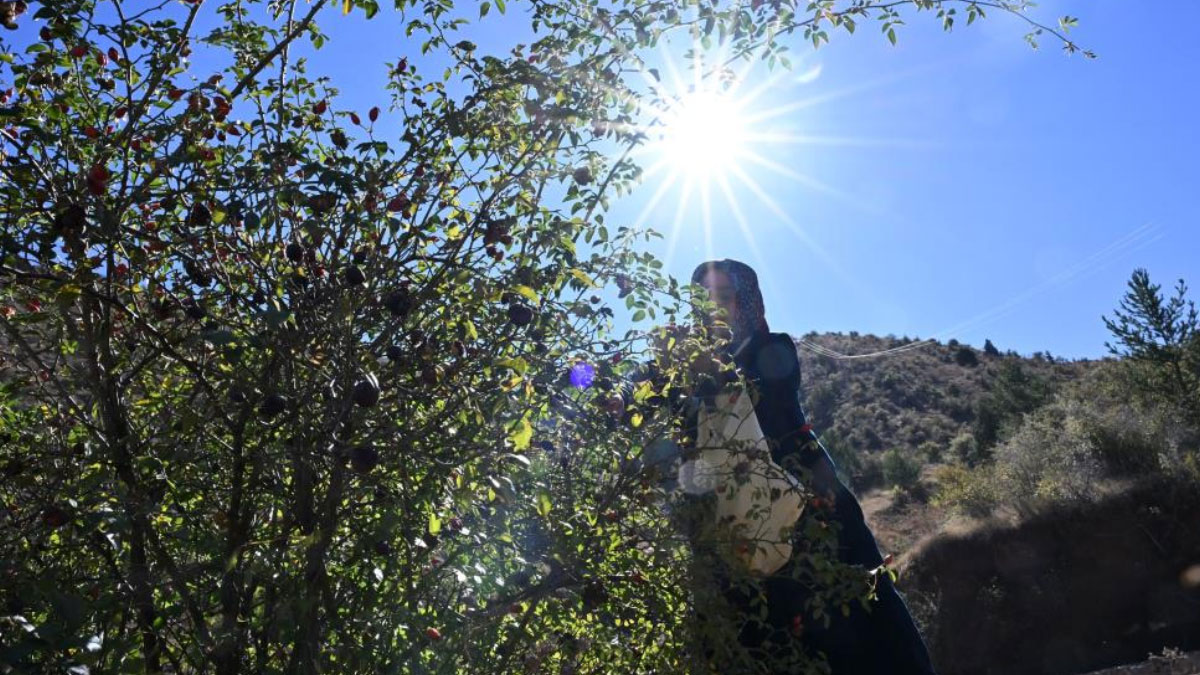 dikenli gul icin zorlu yolculuk basladi 2 gun suruyor lt3dOhA8