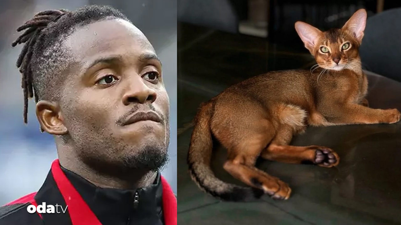 almanya batshuayinin kedisi icin seferber oldu U3P2IrGk.jpg