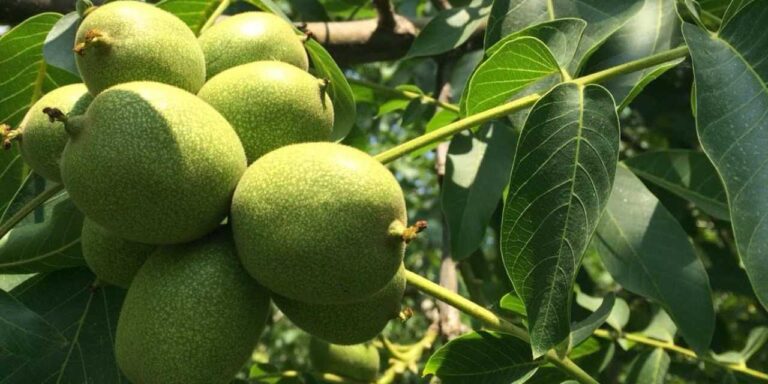 bin tonluk hasat vakti birazini yiyip kalanini satacaklar wuRMqg1X