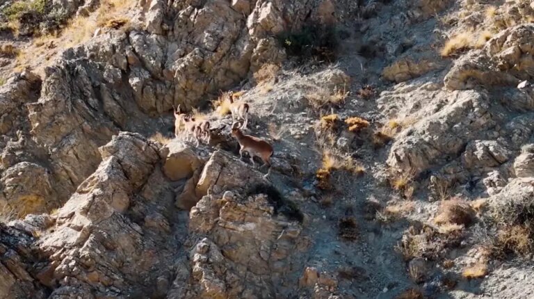 munzur daglarinda dronla yaban kecileri goruntulendi hBi1Zn39.jpg