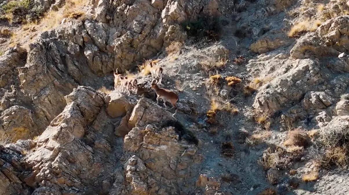 munzur daglarinda dronla yaban kecileri goruntulendi hBi1Zn39.jpg