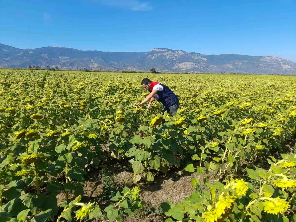 soke tarim mudurlugu 2025 desteklemeleri icin pamuk ve aycicegi saha calismalari yuruttu P8qQZMOf.jpg