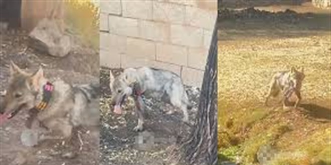 vanda kurdu zincirle baglayan sahsa 81 bin 355 tl para cezasi Vxr8ydJw.jpg