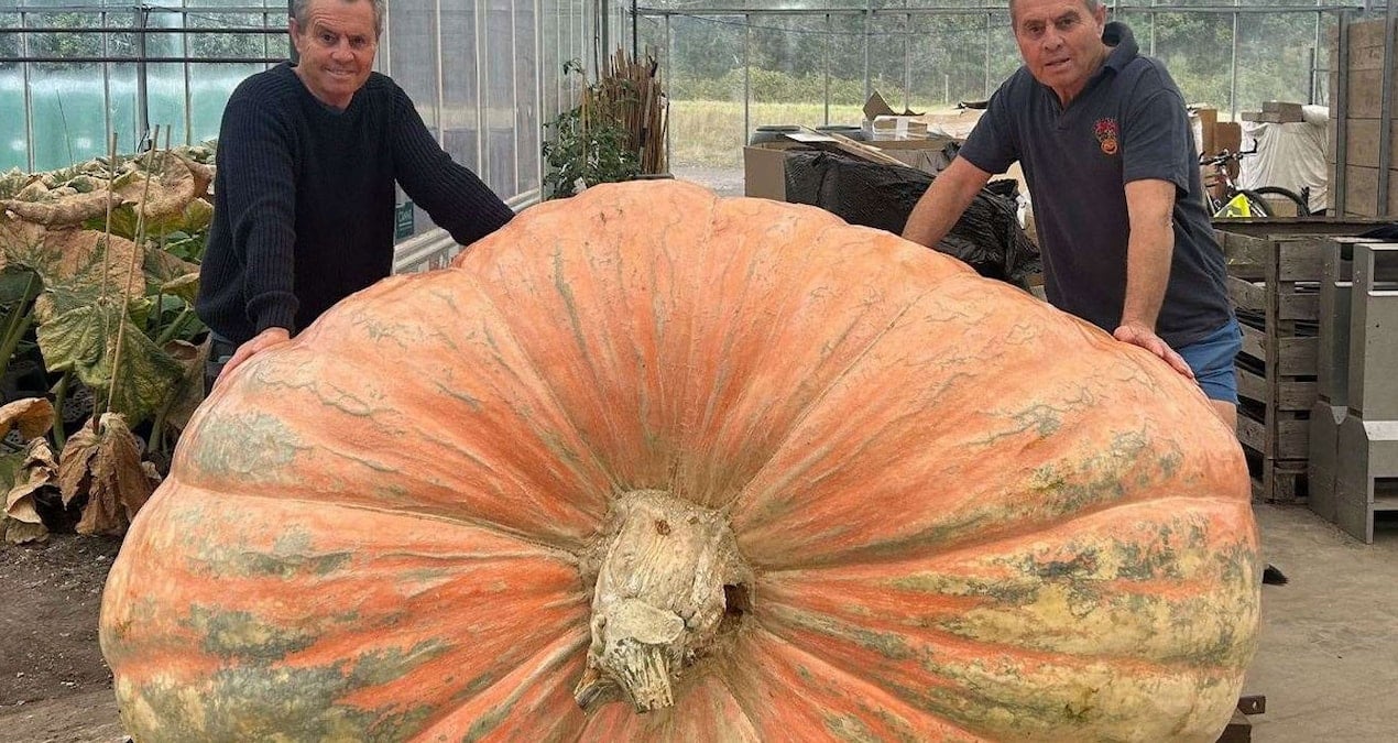 1 tondan bile daha agir dunyanin en buyuk balkabagi rekorunu kirdilar DuXkmwGO.jpg