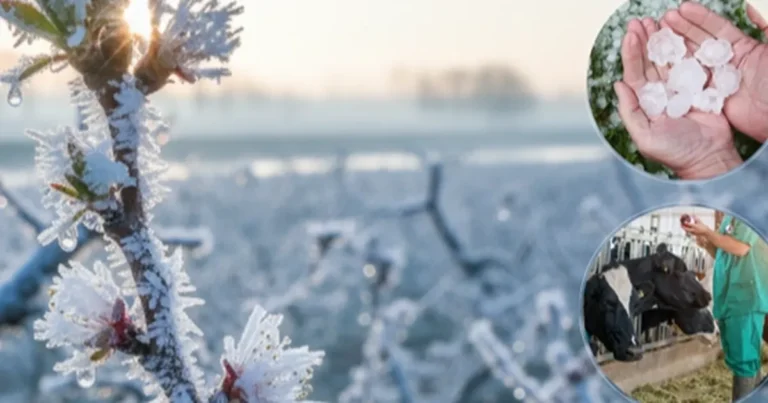 ekimde ureticilere 116 milyar tl hasar tazminati odendi RwlmczG2.webp