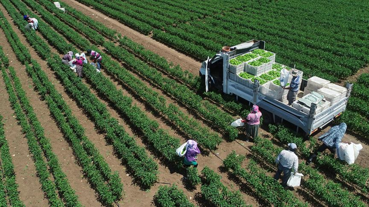 tarimsal uretimde rekor turkiye dunyada 7 avrupada 1inci siraya yerlesti NVkOE5K2.jpg