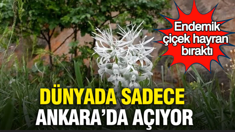dunyada-sadece-ankarada-aciyor-endemik-cicek-hayran-birakti-1FuKtZzj