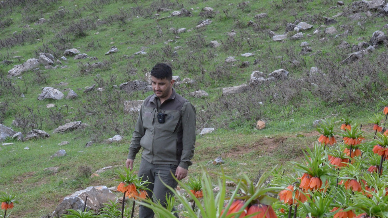 Muş’taki Ters Laleler İçin Koruma Önlemleri Artıyor
